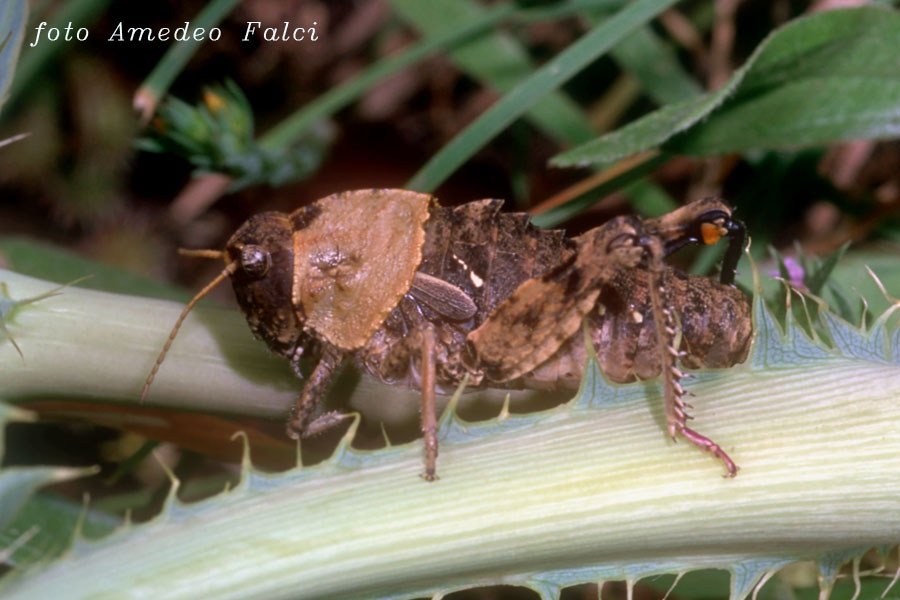 Variabilit cromatica in Ocneridia nigropunctata